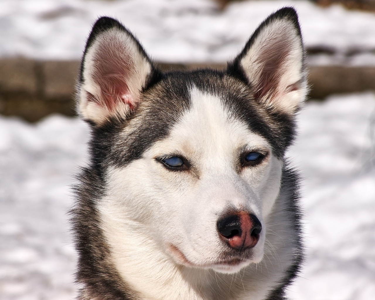 Морда голубоглазой хаски крупным планом