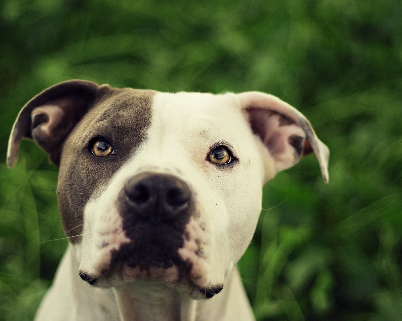 Морда питбуля крупным планом