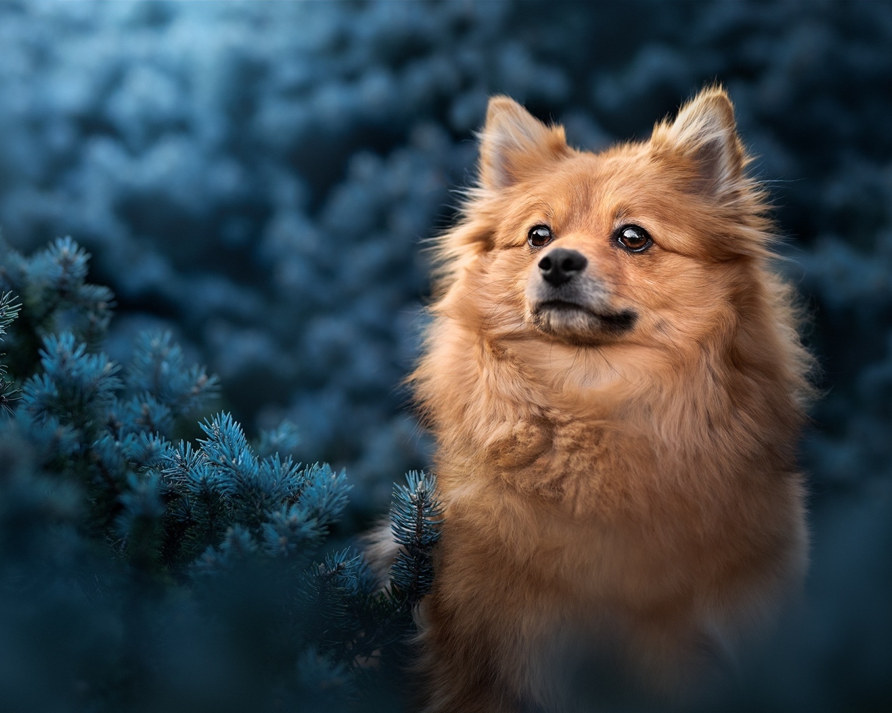 Померанский шпиц сидит в еловых ветках