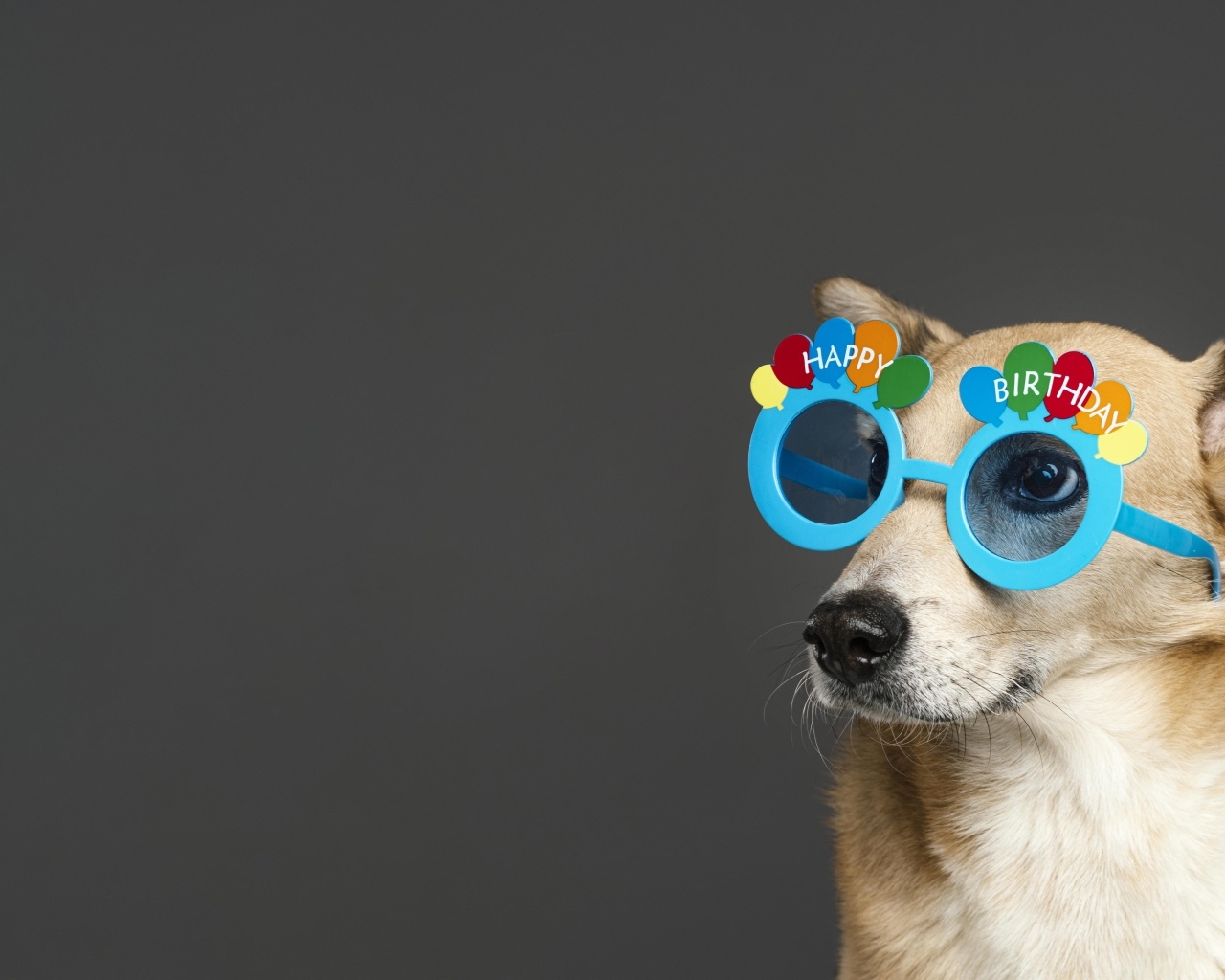 Рыжая собака в голубых очках на сером фоне