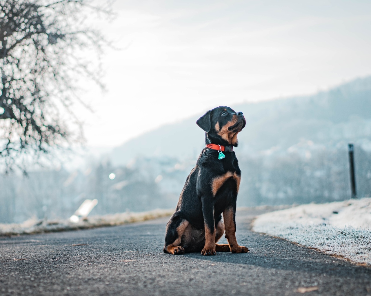Ротвейлер сидит на дороге зимой