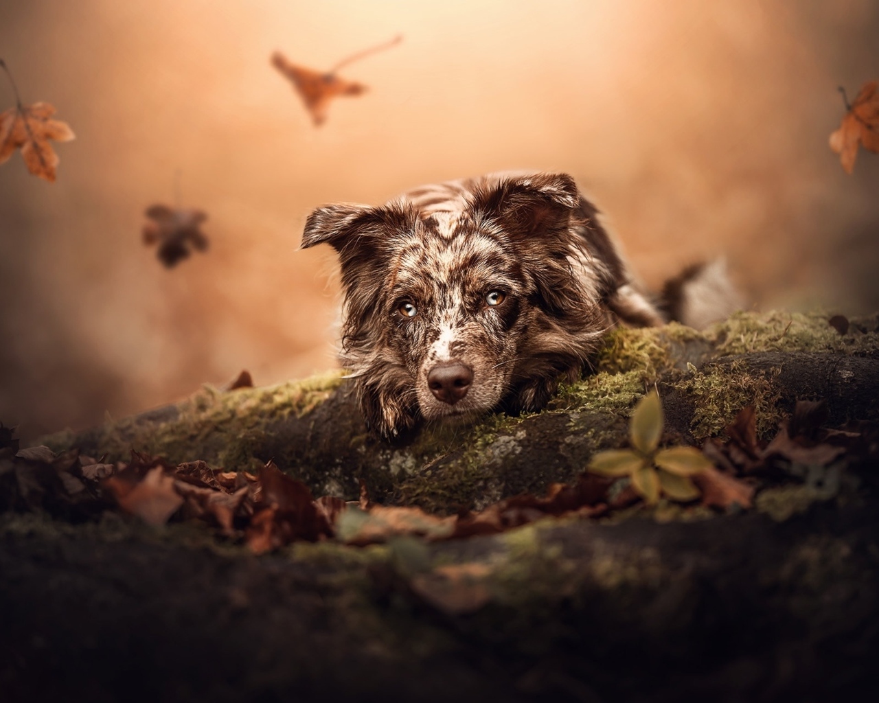 Грустная австралийская овчарка лежит на земле в парке