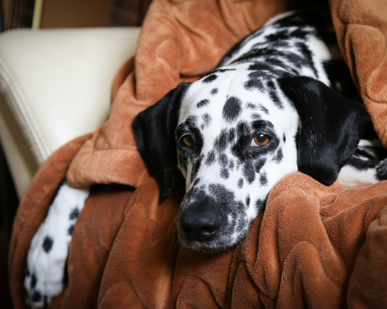Грустный далматин лежит в кресле