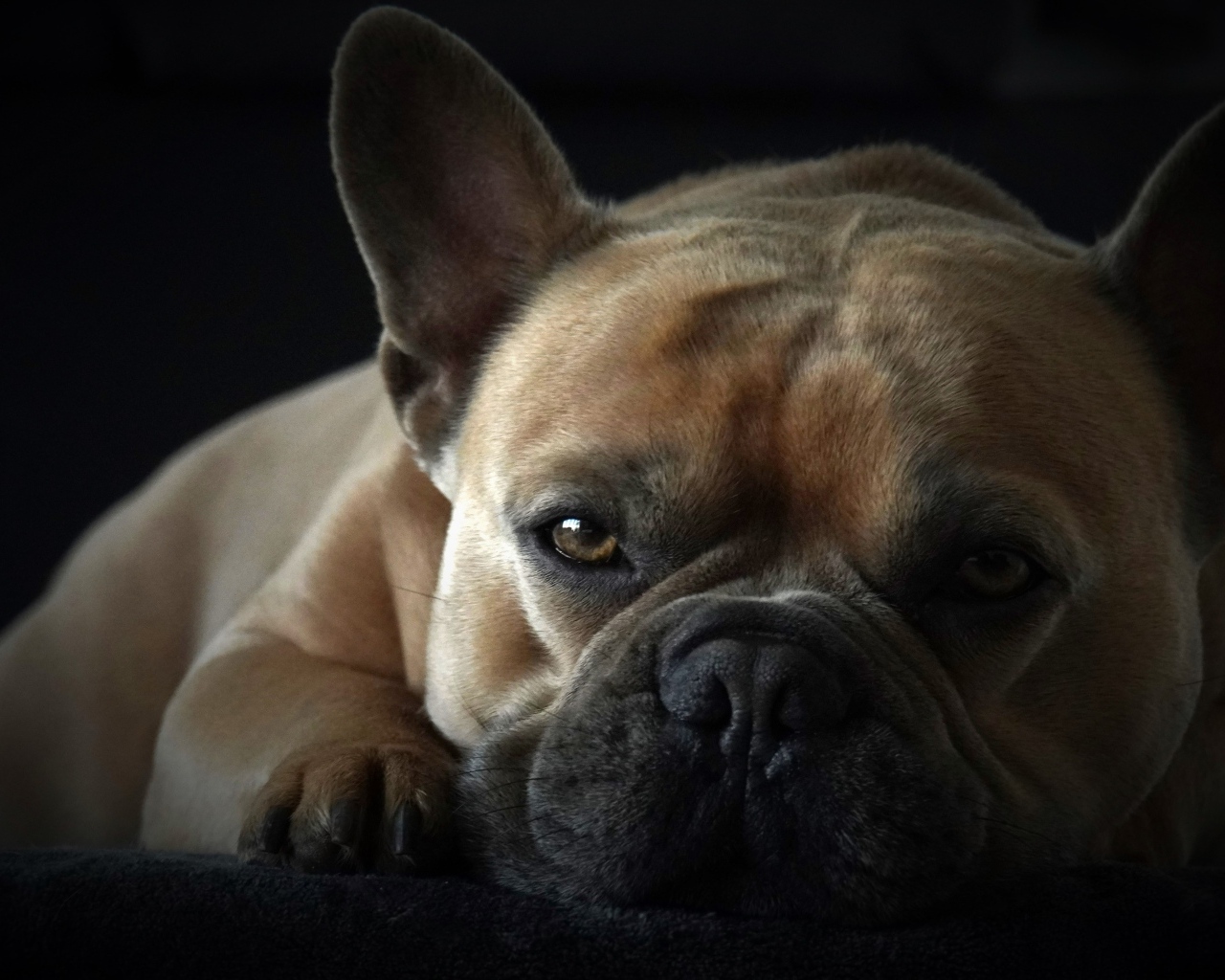 Грустный французский бульдог на черном фоне
