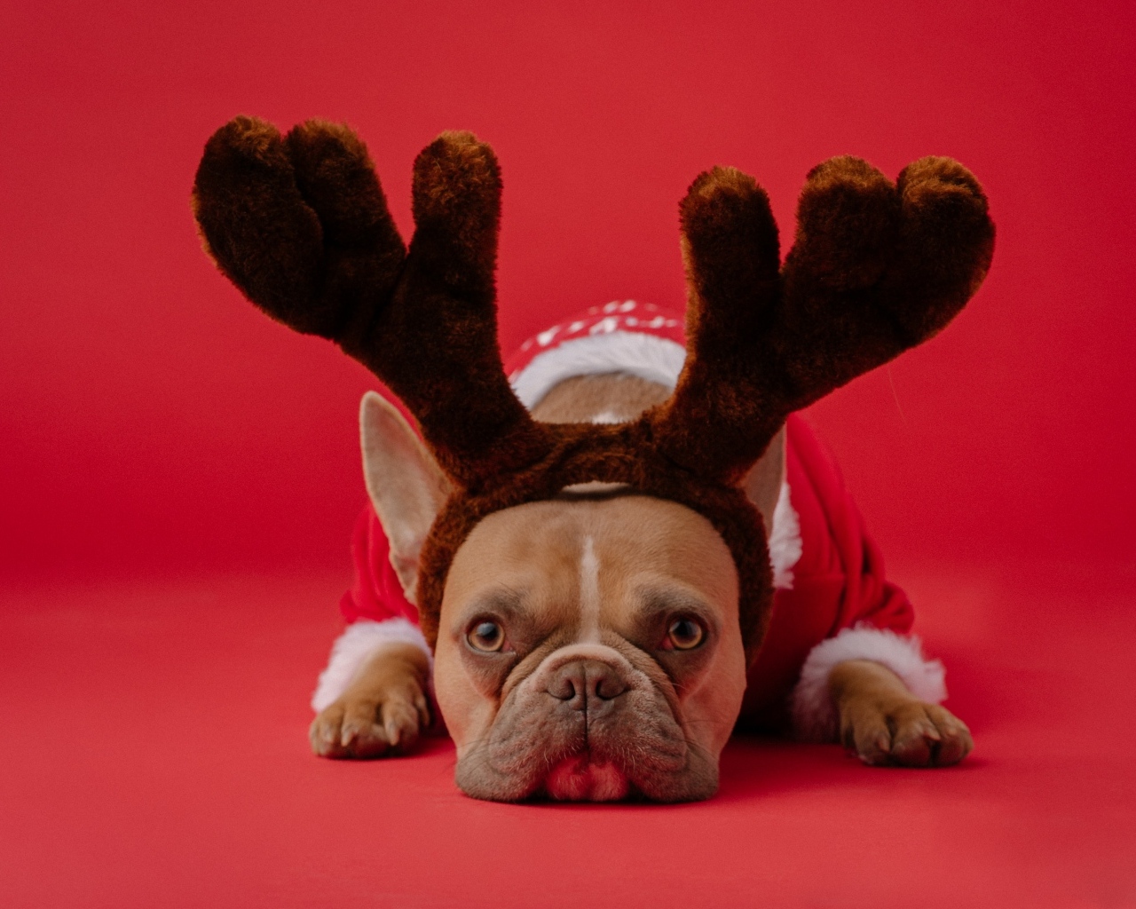 Грустный французский бульдог с рогами оленя на красном фоне