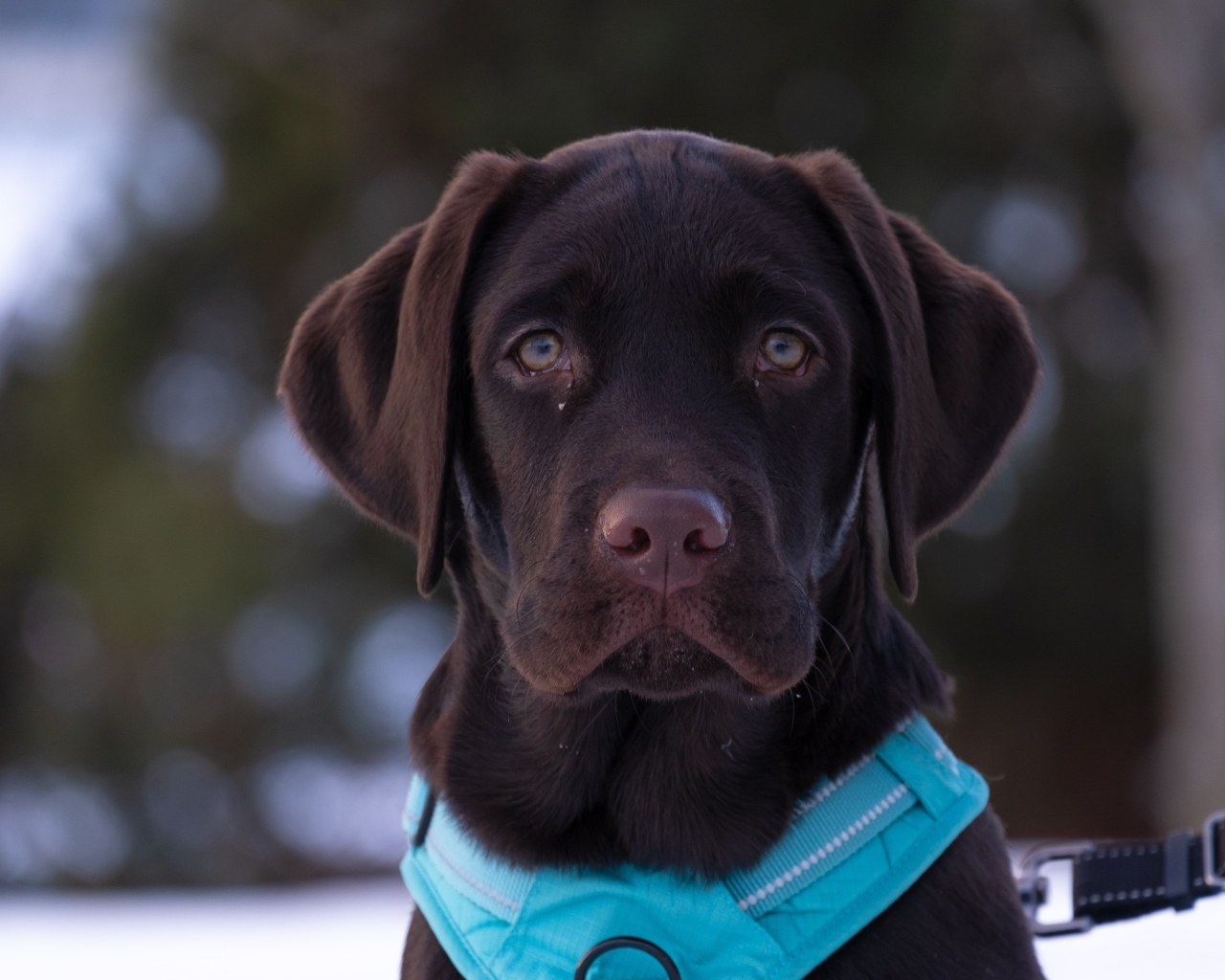 Грустный лабрадор зимой