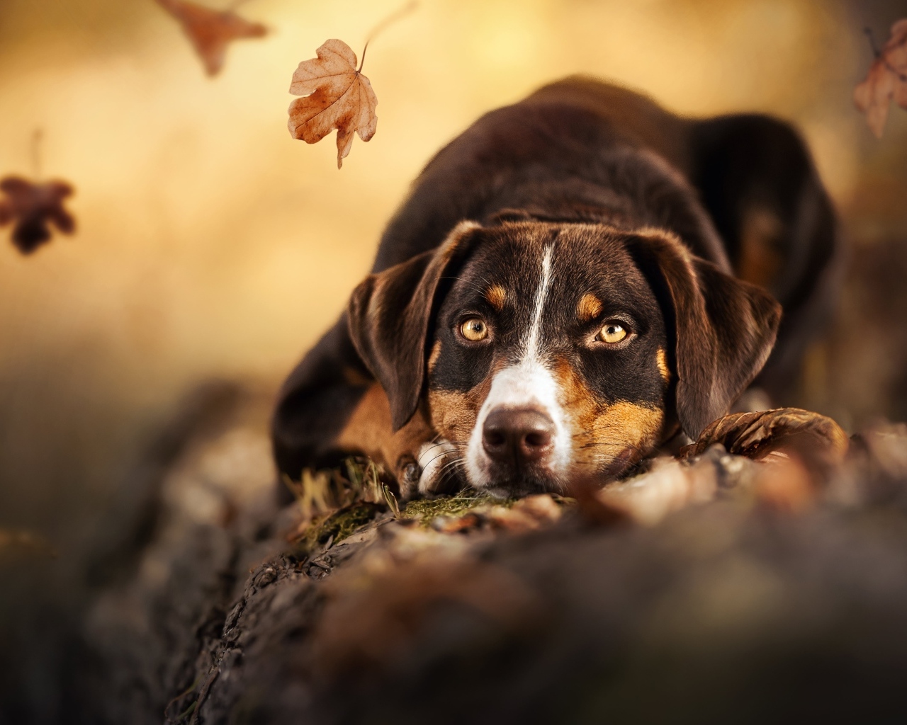 Грустная собака лежит на земле в парке