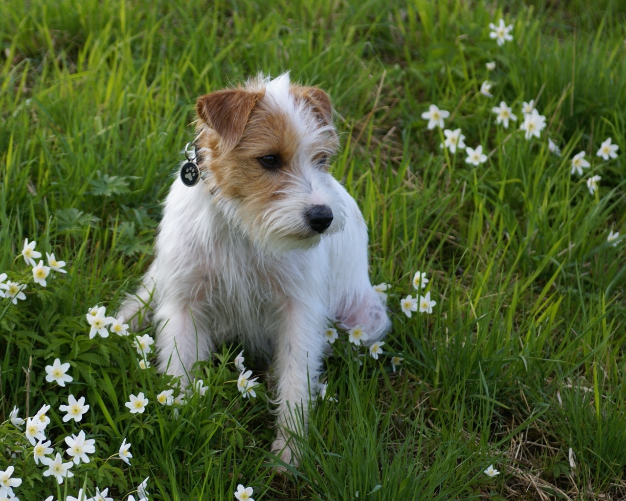 Грустный пес сидит в зеленой траве с зелеными цветами