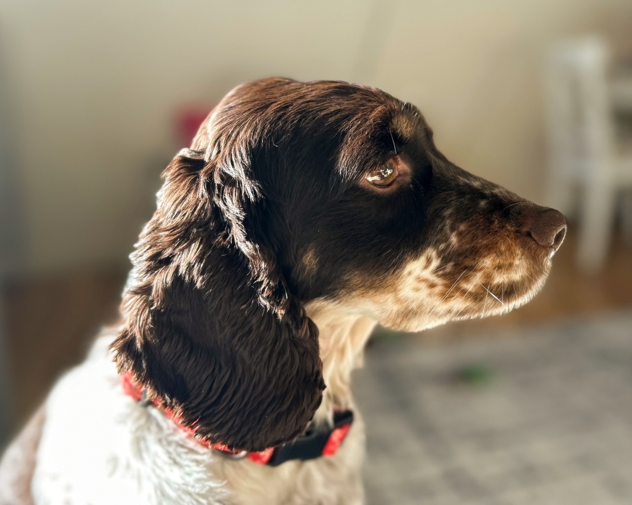 Грустные глаза у домашнего спаниеля