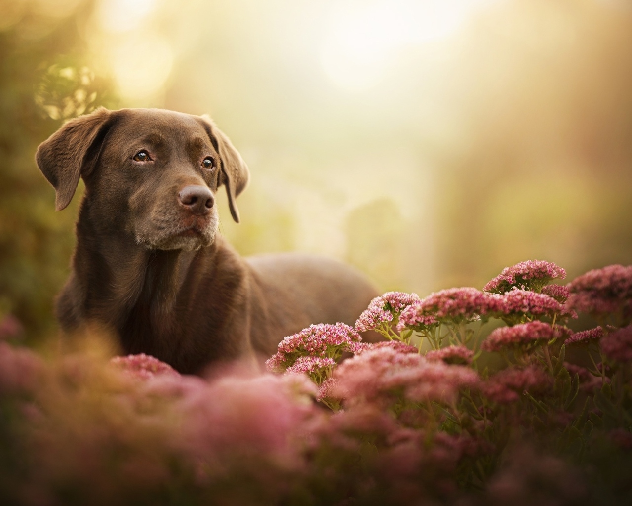 Грустный лабрадор в розовых цветах 
