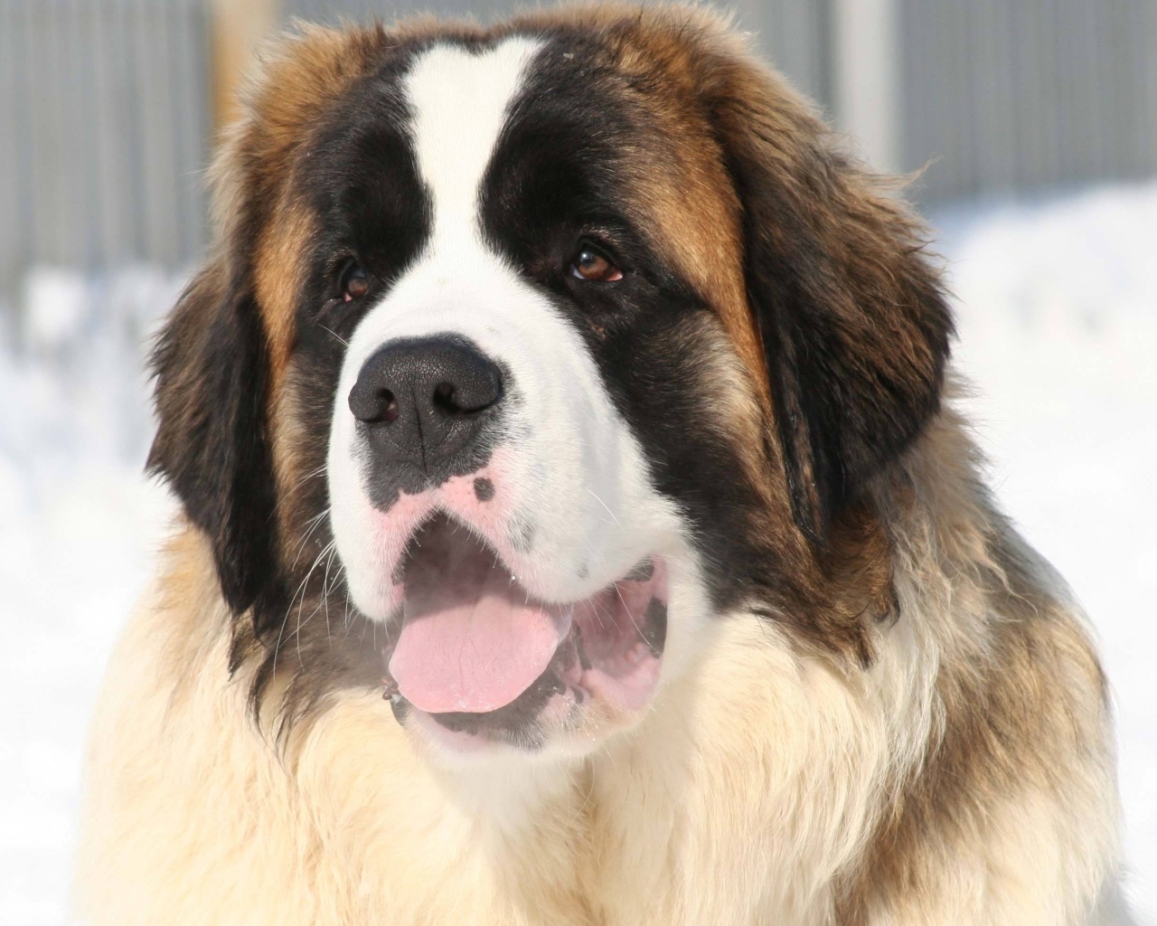 Собака породы сенбернар с высунутым языком