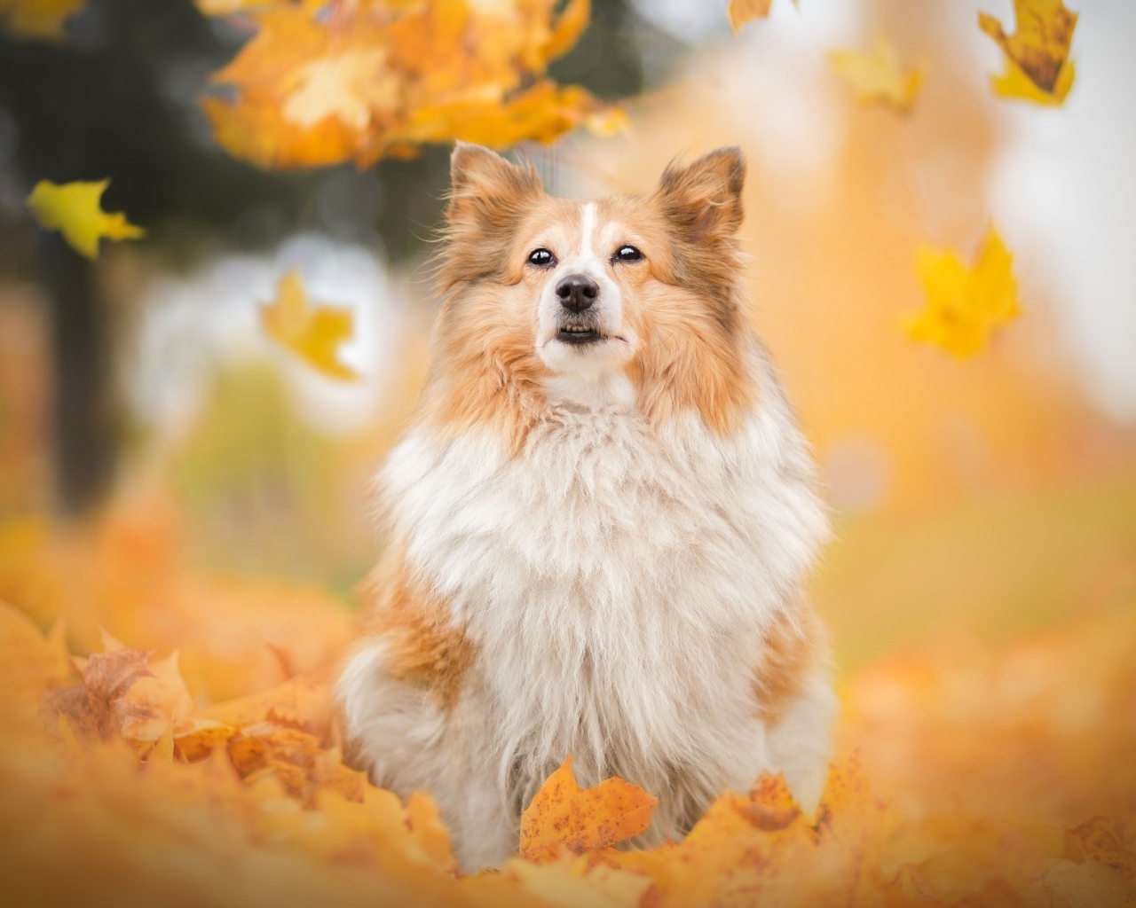 Шотландская овчарка сидит в осенних листьях