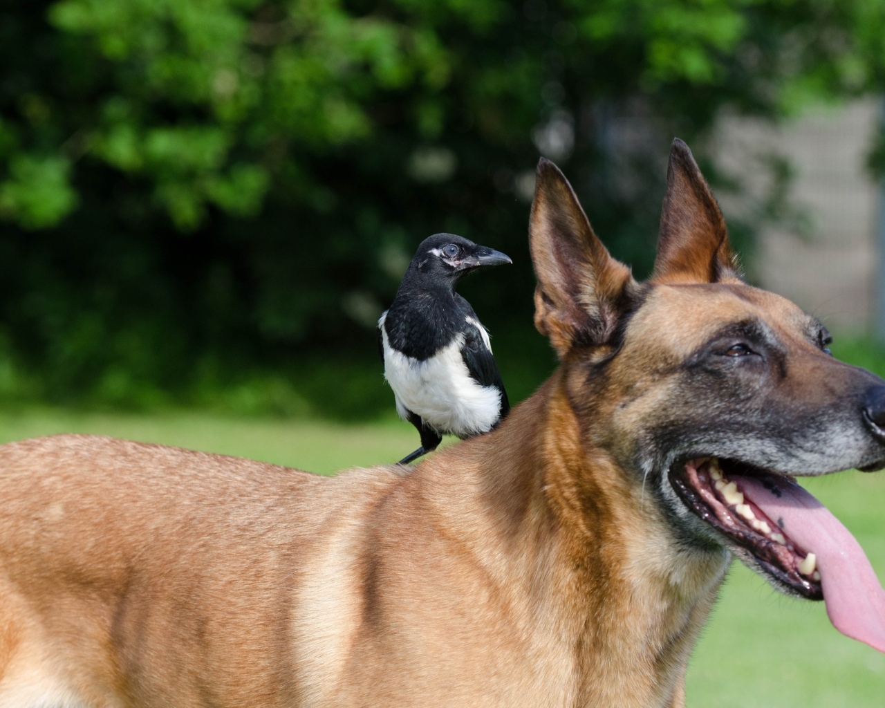 Овчарка с сорокой на спине