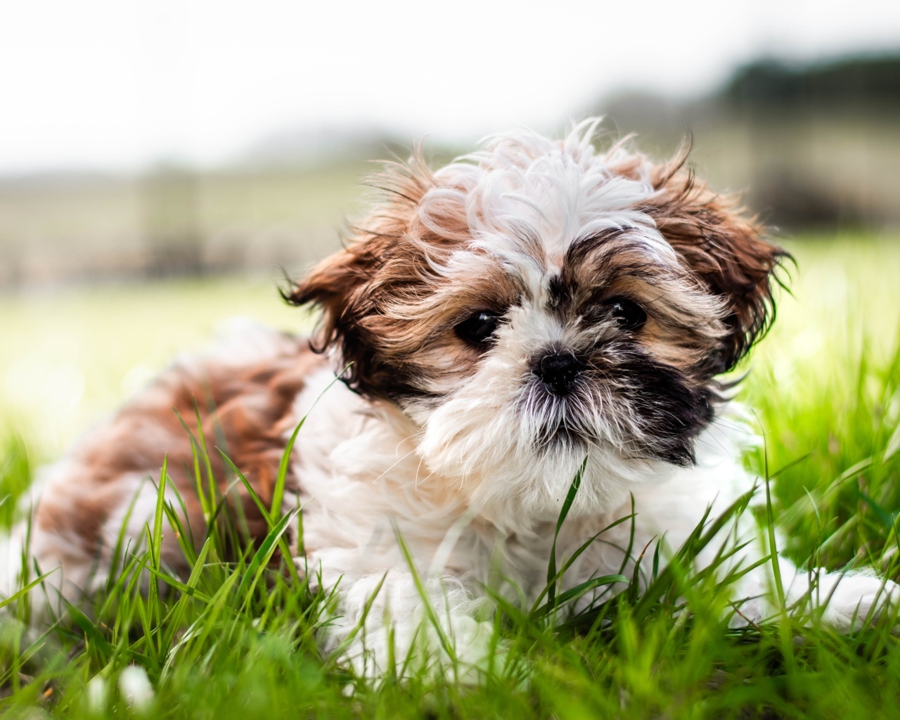 Собака породы ши-тцу лежит на зеленой траве