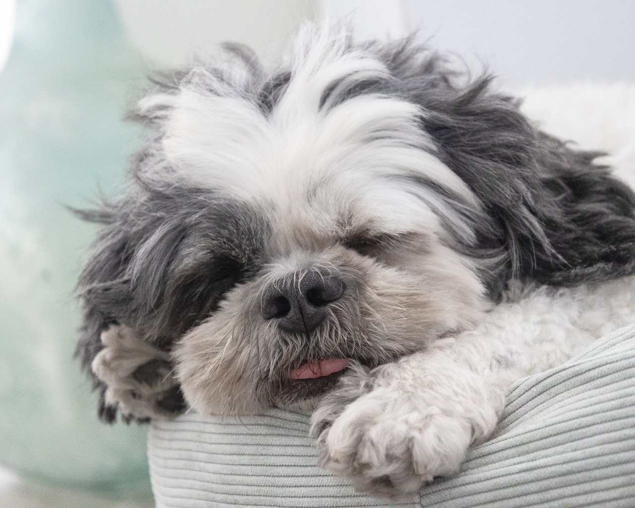 Собака породы ши-тцу спит на лежанке