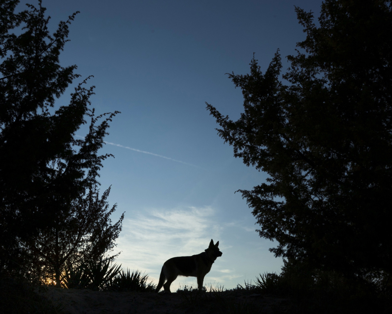 Силуэт немецкой овчарки на фоне неба ночью 