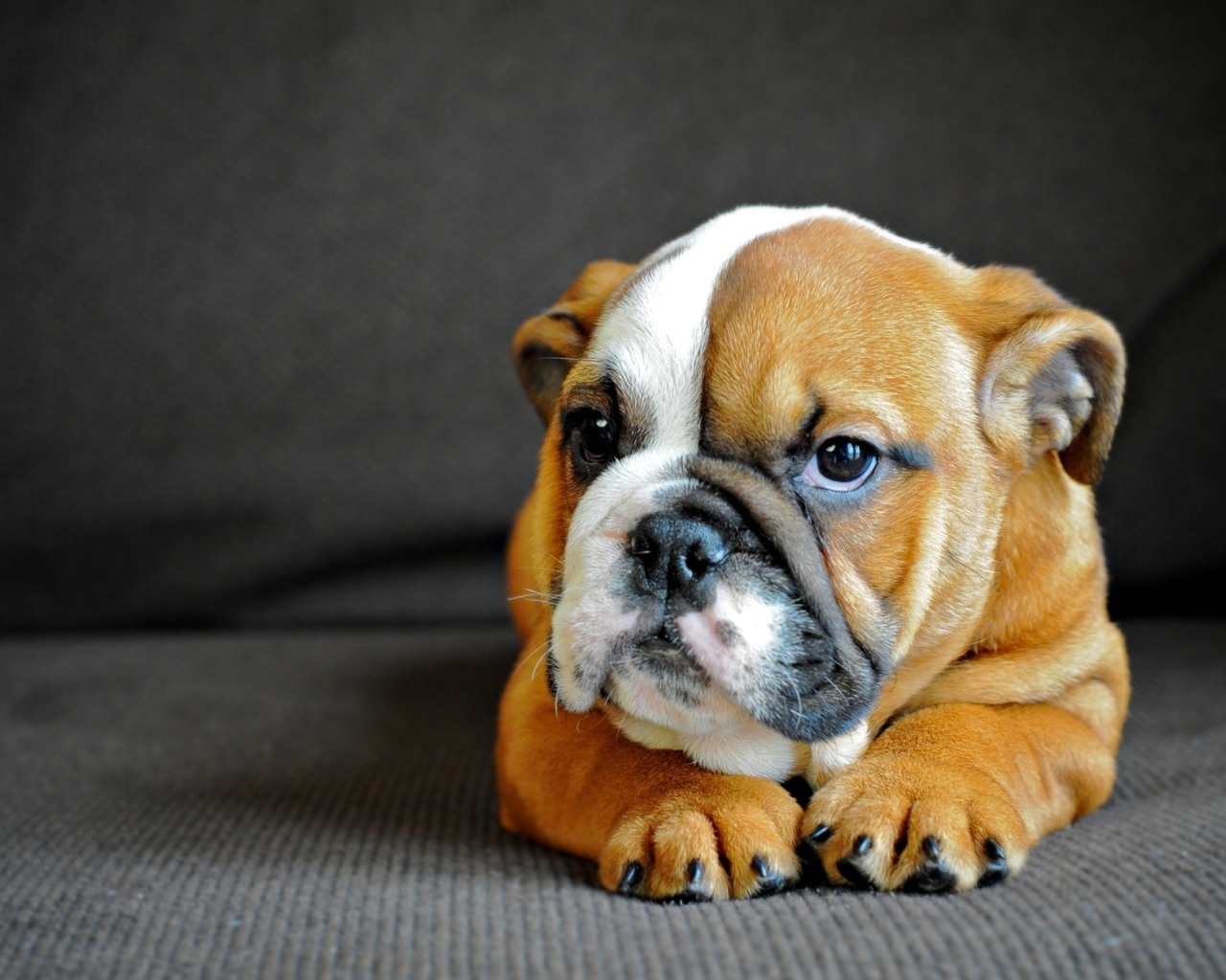 Маленький английский бульдог на сером фоне