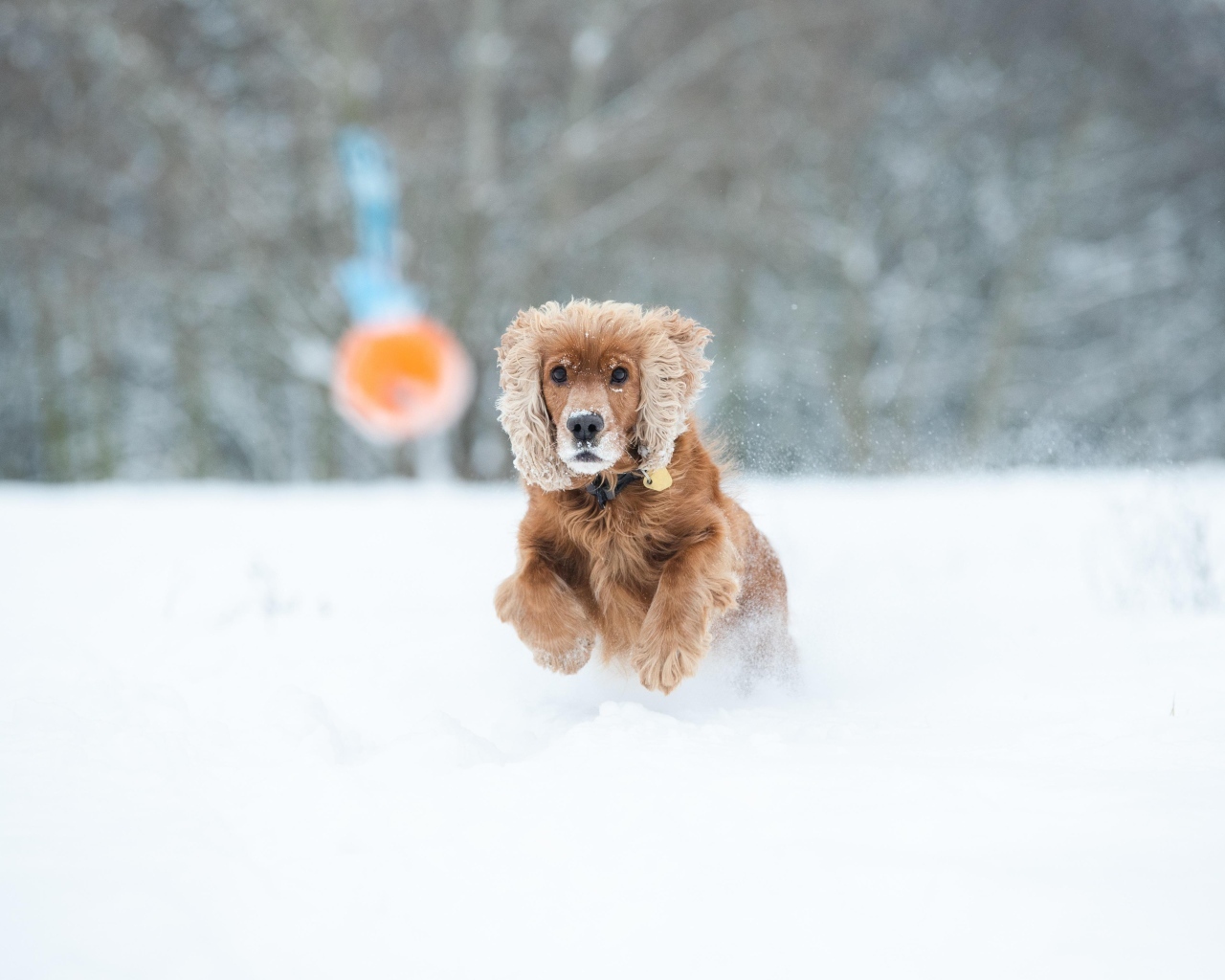 Собака спаниель бежит по белому снегу