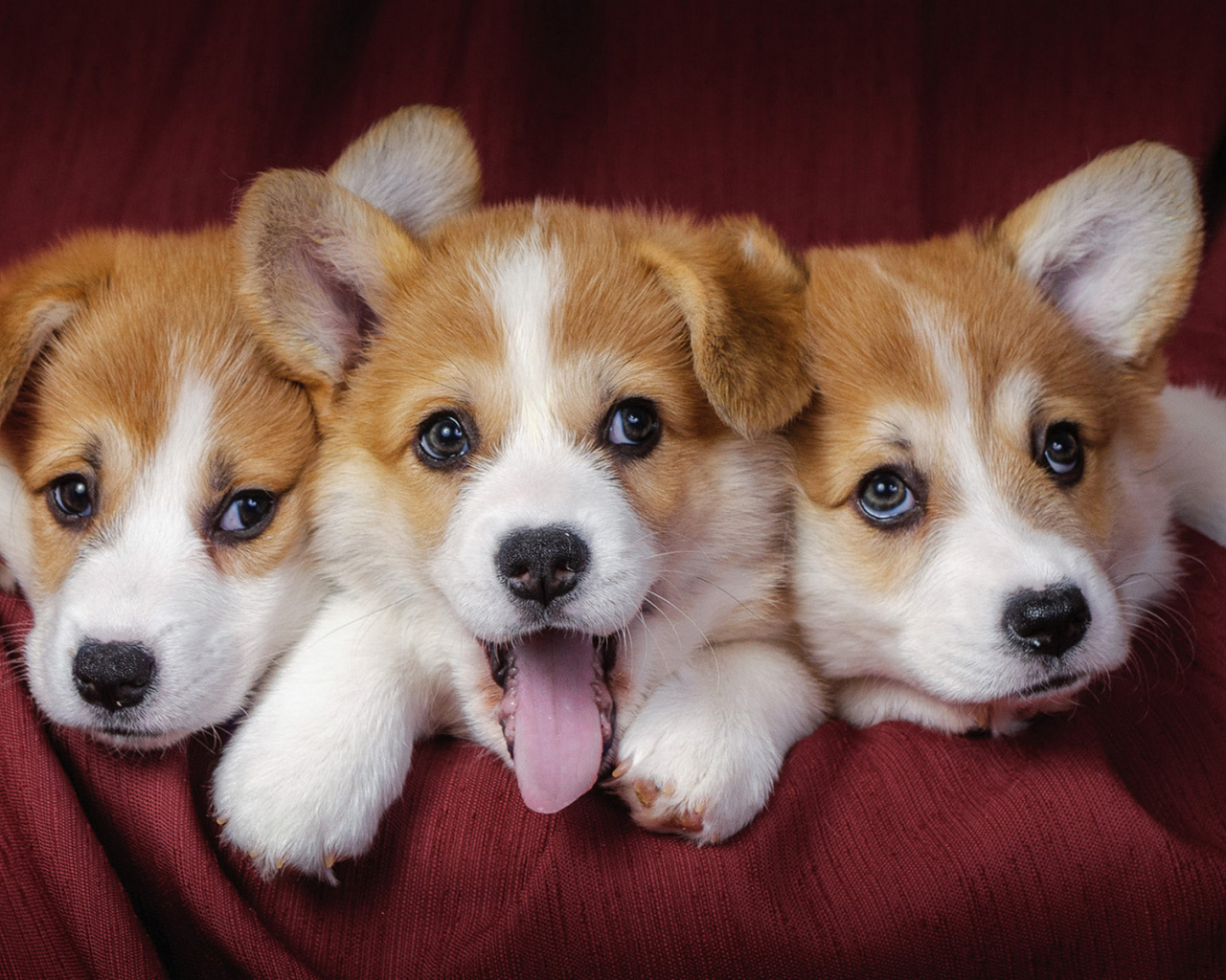 Три забавных щенка корги 