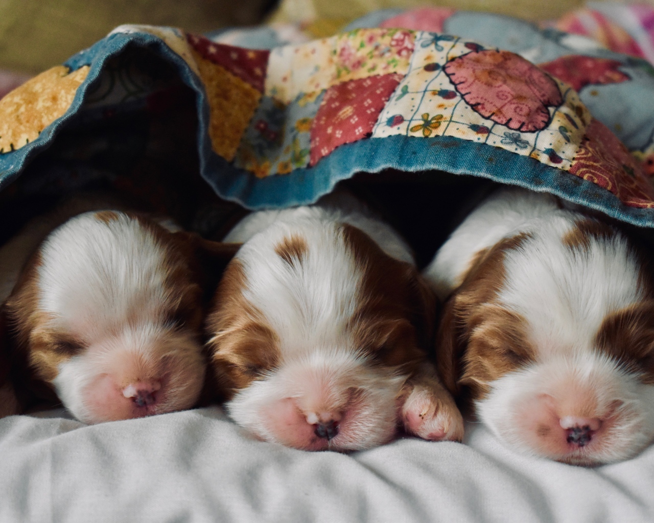 Три маленьких спящих щенка под одеялом