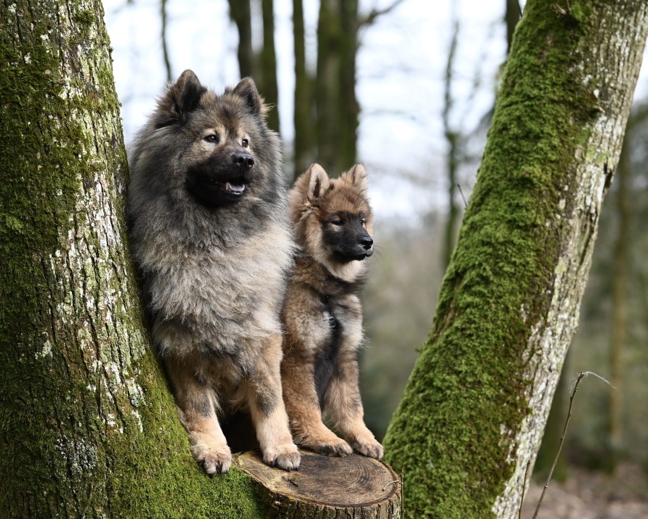 Две собаки породы евразийский плинн у дерева