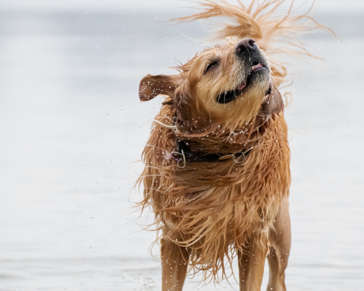 Мокрый золотистый ретривер в воде