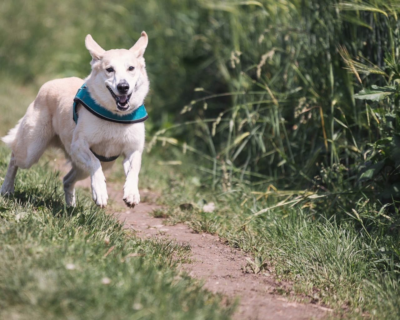 Белая собака бежит по тропинке