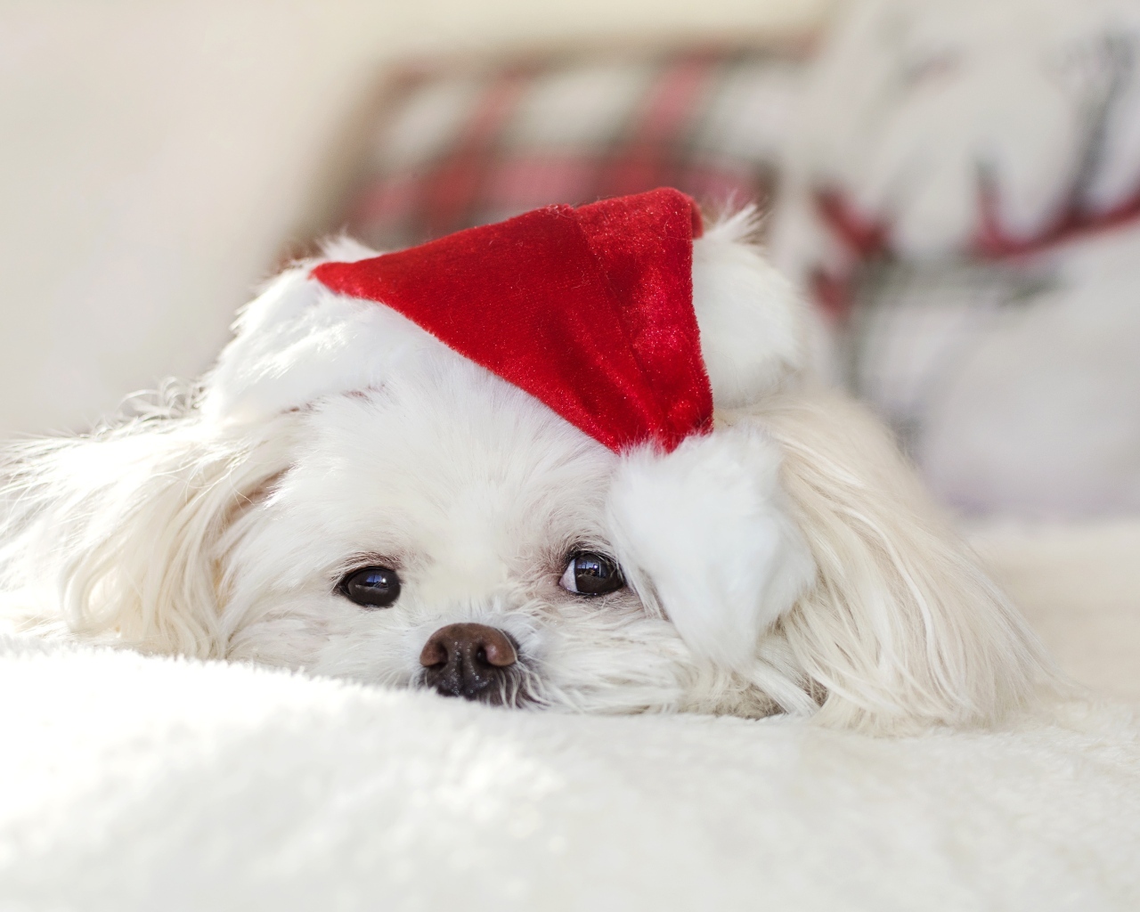 Белая собака с новогодним колпаком на голове