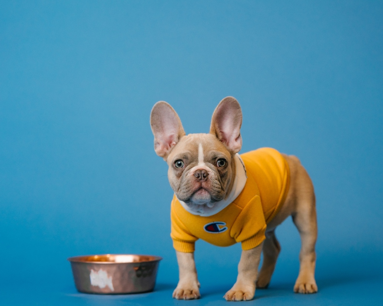 Молодой французский бульдог с миской на голубом фоне