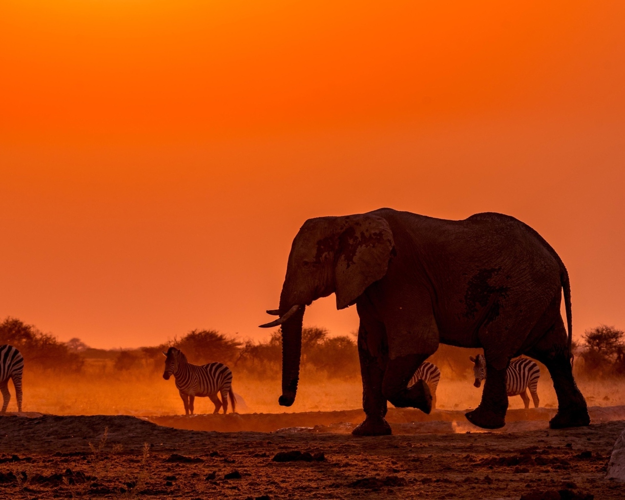 Слоны и зебры в Африке в сумерках