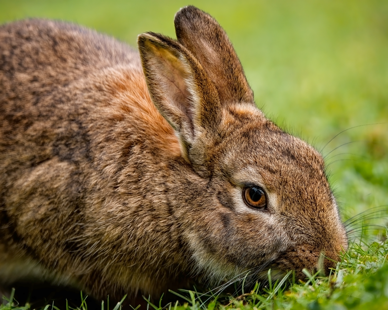 Серый кролик на зеленой траве