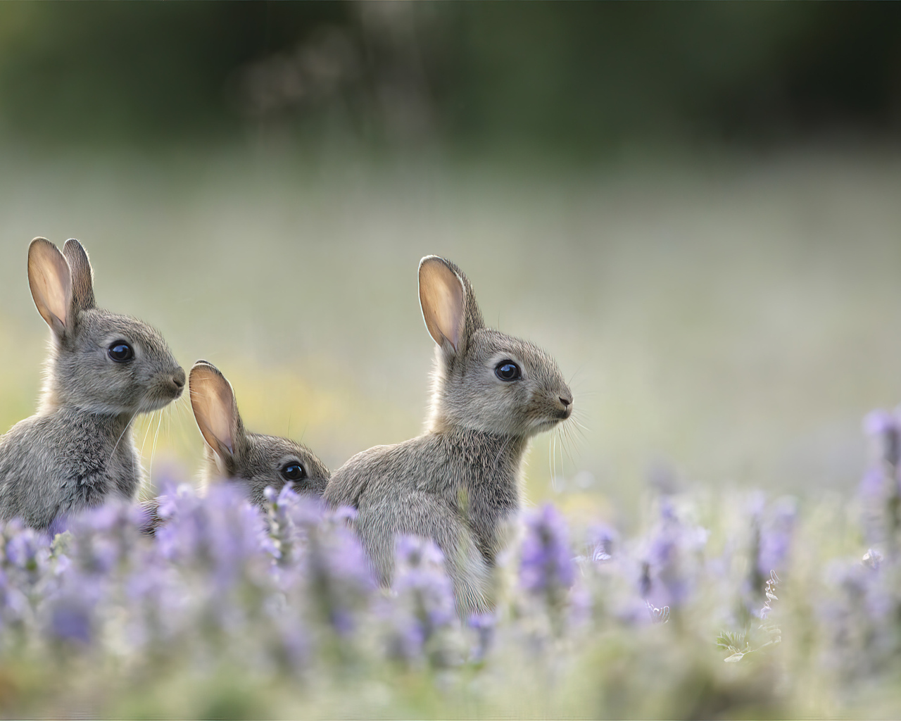 Зайцы прячутся в цветах