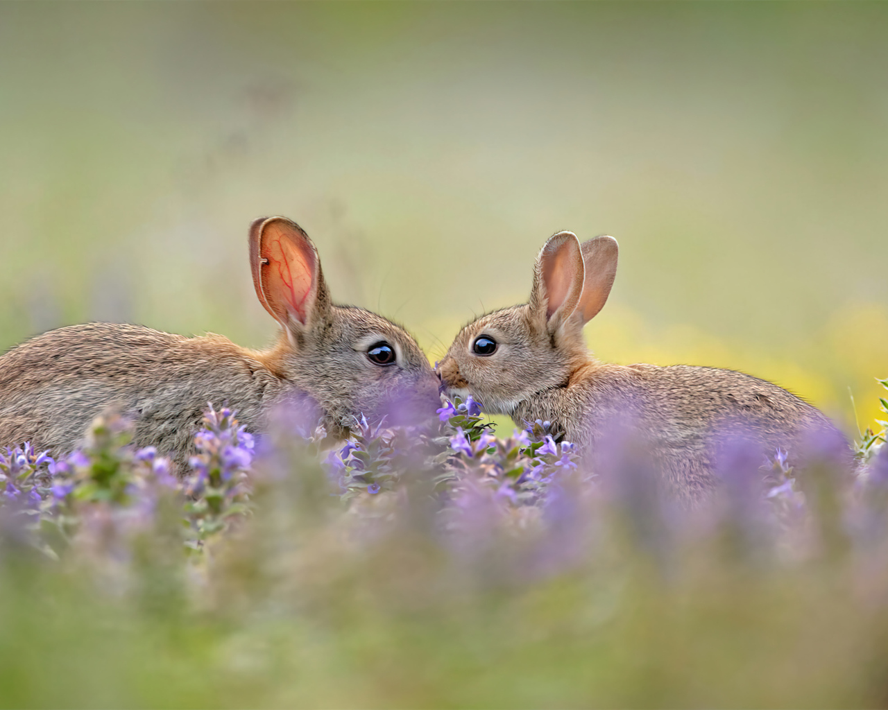 Два милых зайца в цветах 