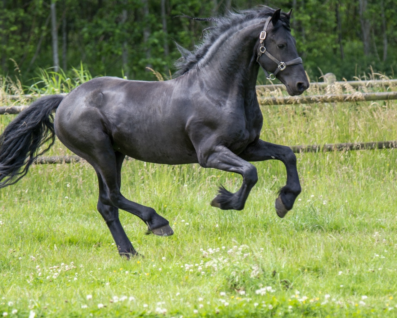 Черный большой конь скачет по зеленой траве