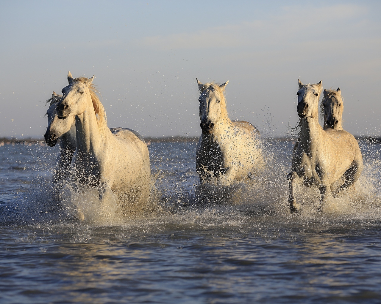 Стадо белых лошадей бежит по воде