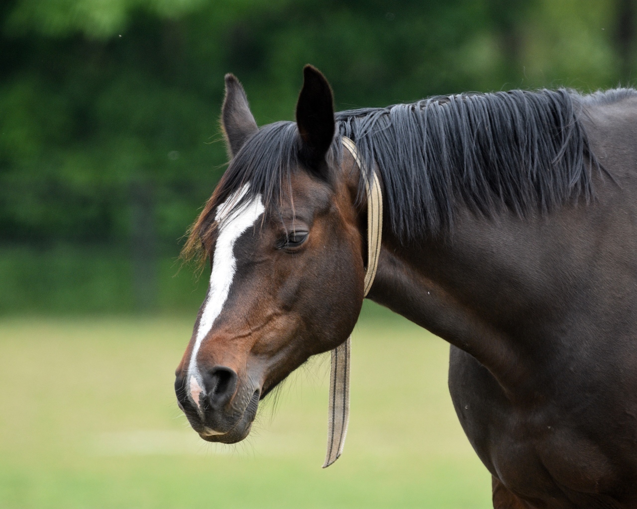 Большой красивый коричневый конь 