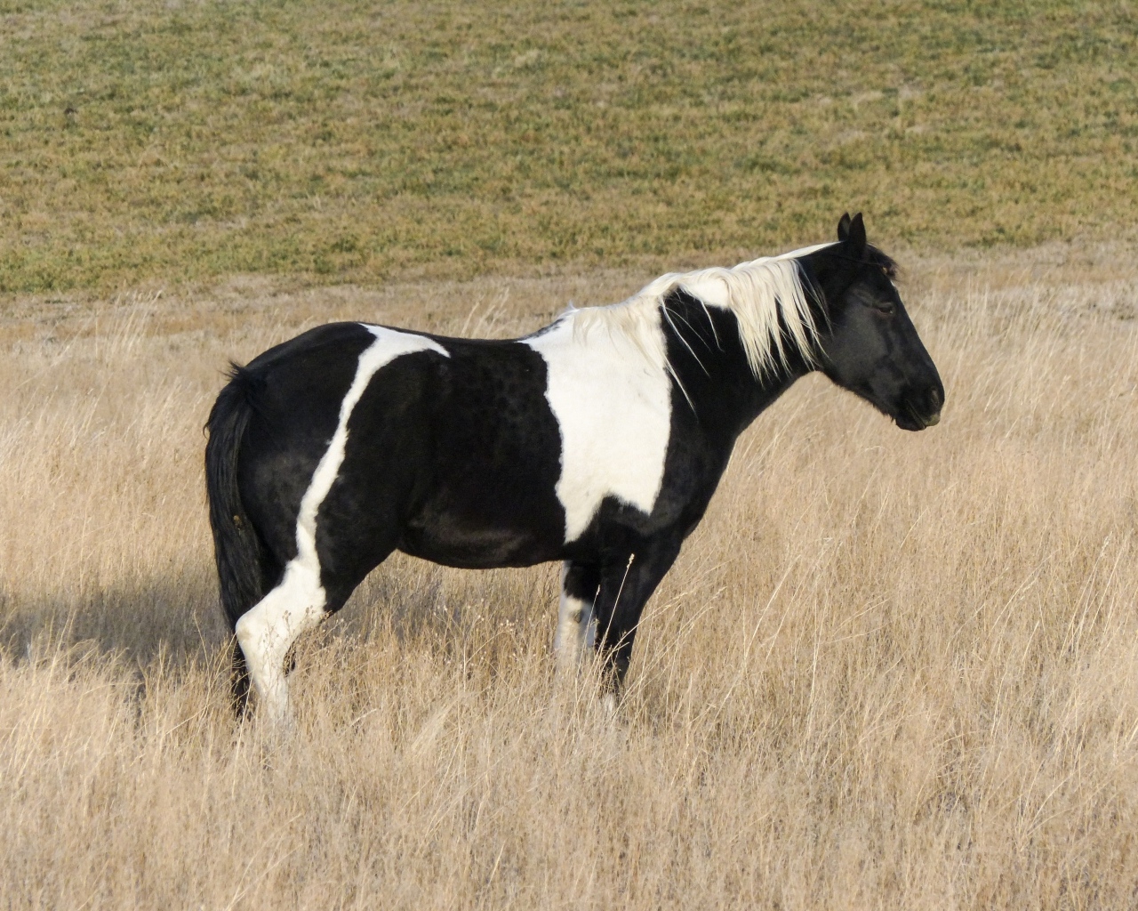Черно-белая лошадь пасется на сухой траве