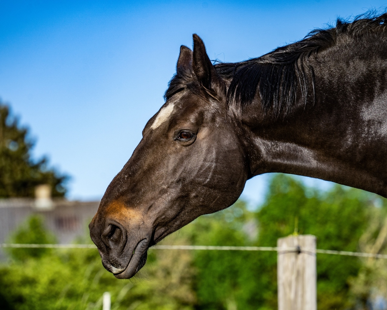 Голова черного коня крупным планом