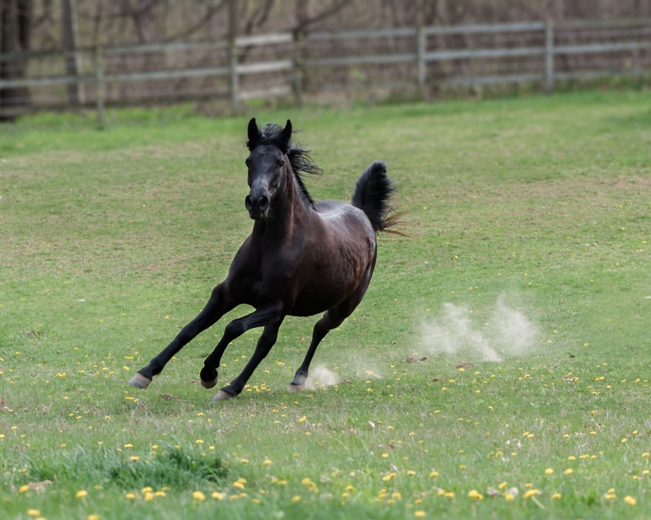 Галоп большого черного коня по зеленой траве