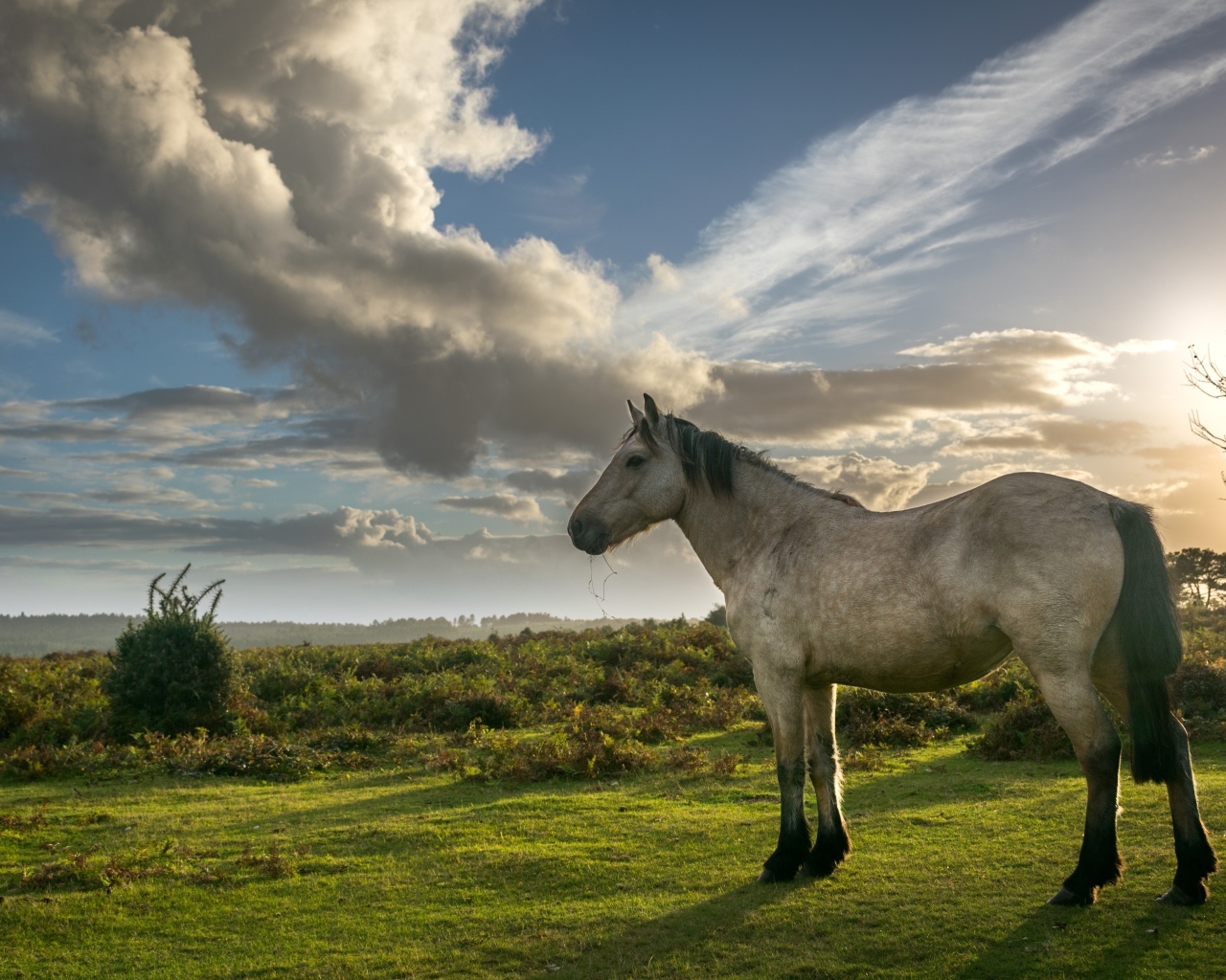 Лошадь на пастбище под красивым небом