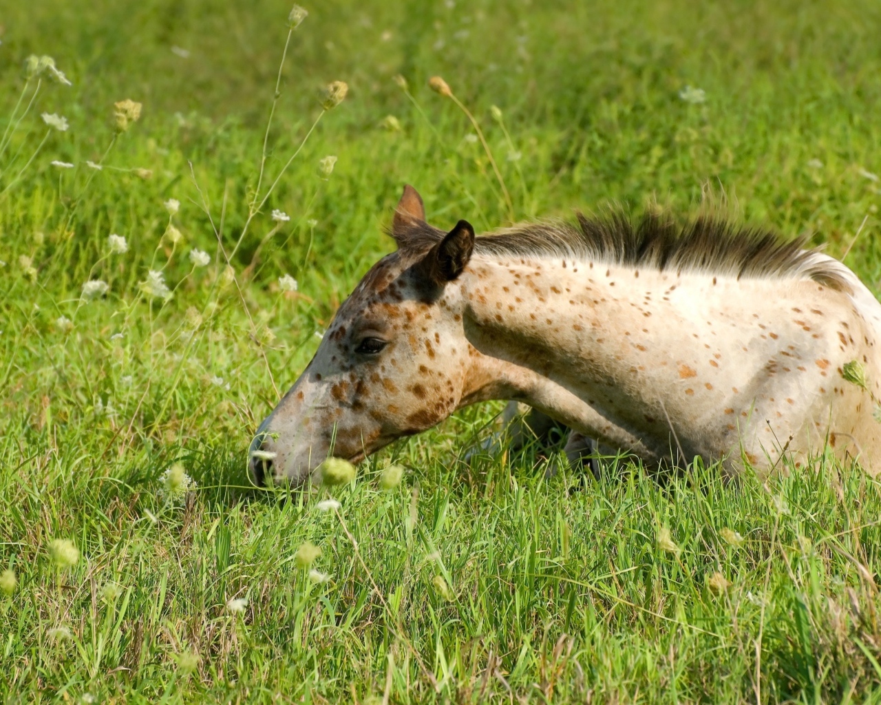 Маленькая пятнистая лошадь лежит на траве