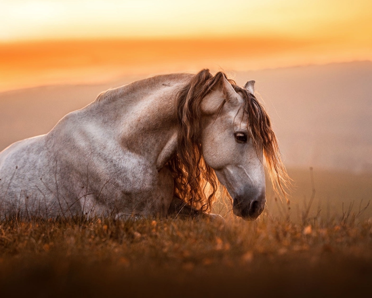 Старая белая лошадь лежит на траве