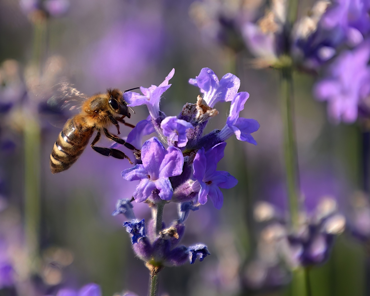 Пчела кружит у цветка лаванды