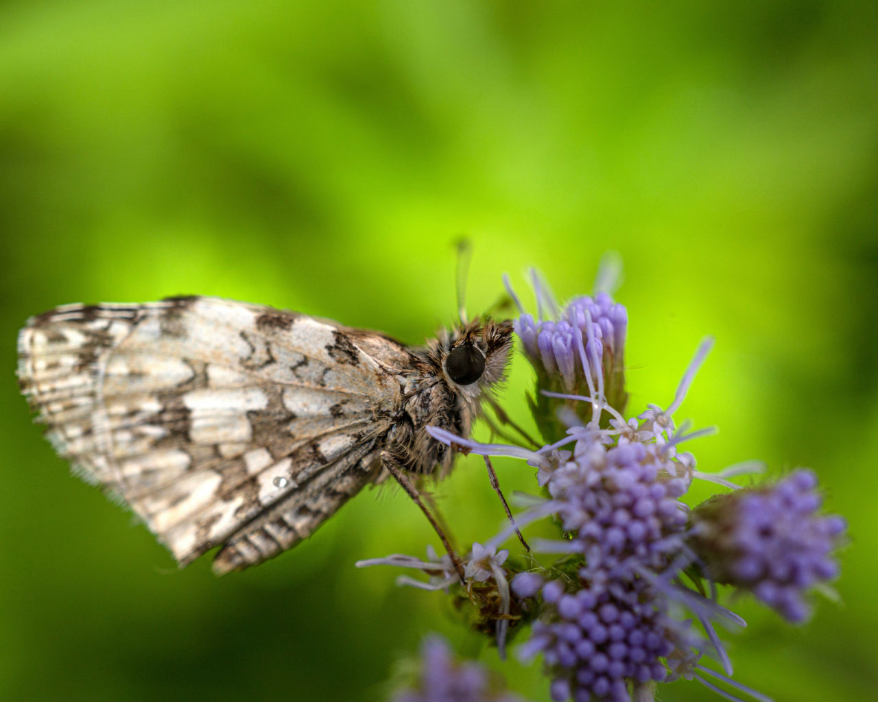 Коричневая бабочка сидит на фиолетовом полевом цветке