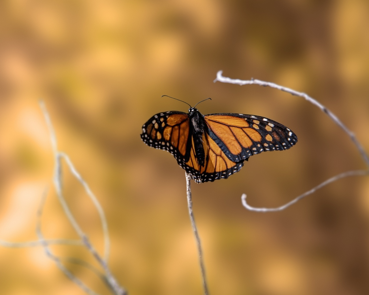Коричневая бабочка сидит на тонкой ветке