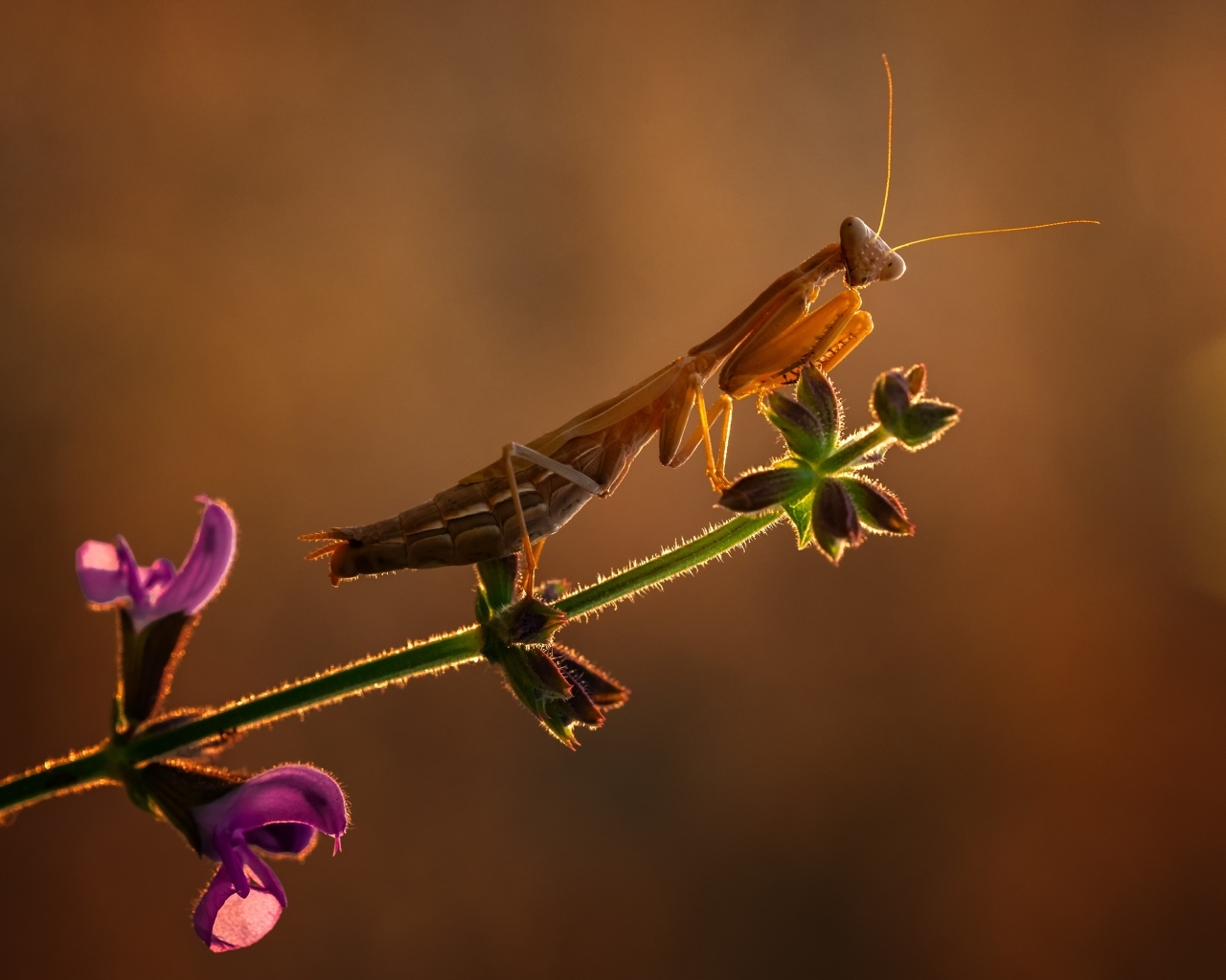 Большой богомол сидит на растении в лучах солнца