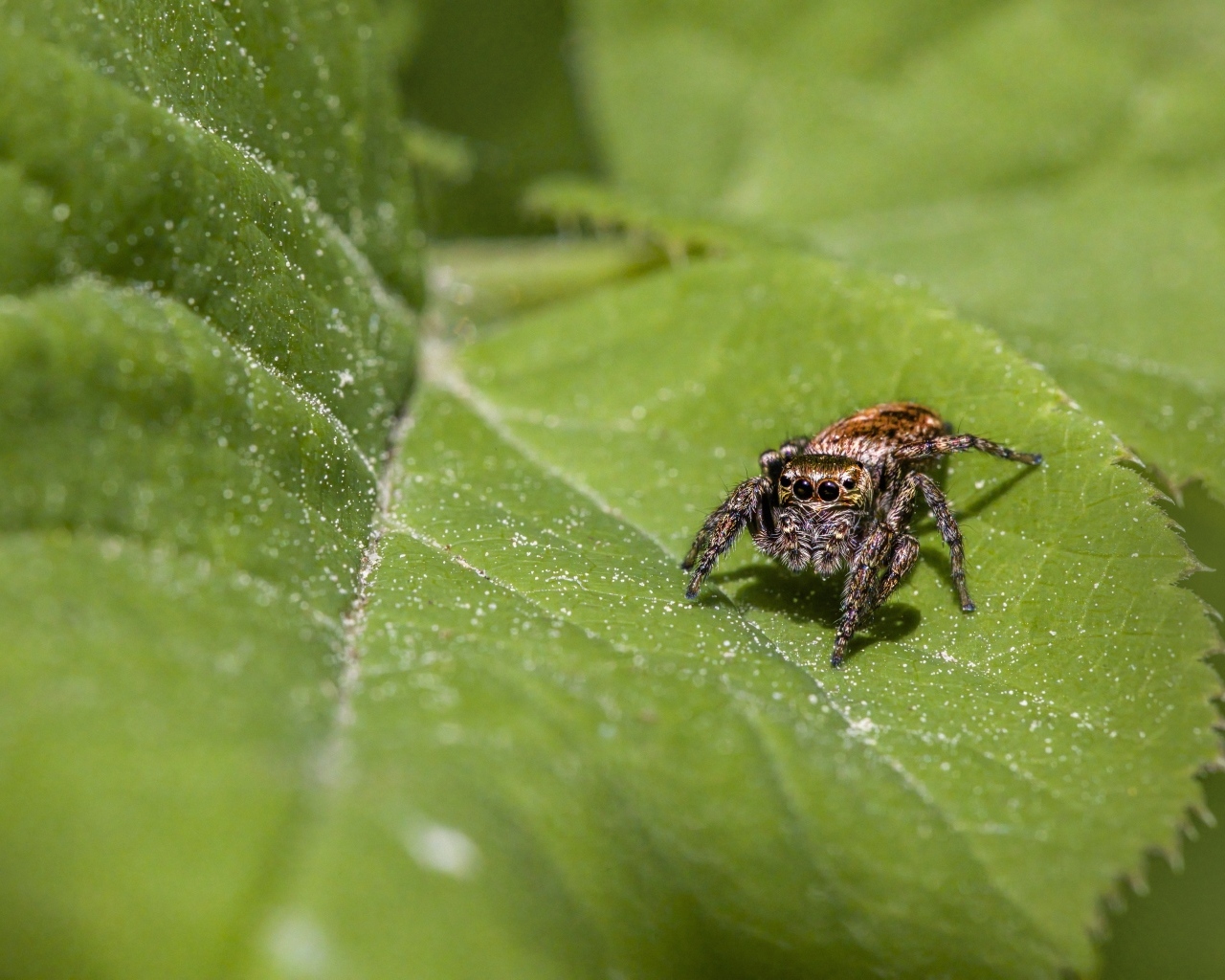 Большой паук охотится на зеленом листке