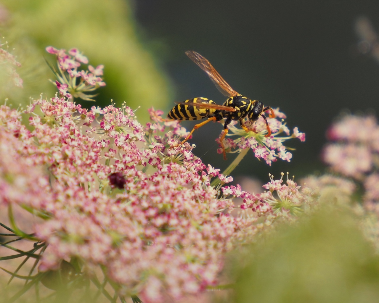 Большая оса кружит над розовым цветком