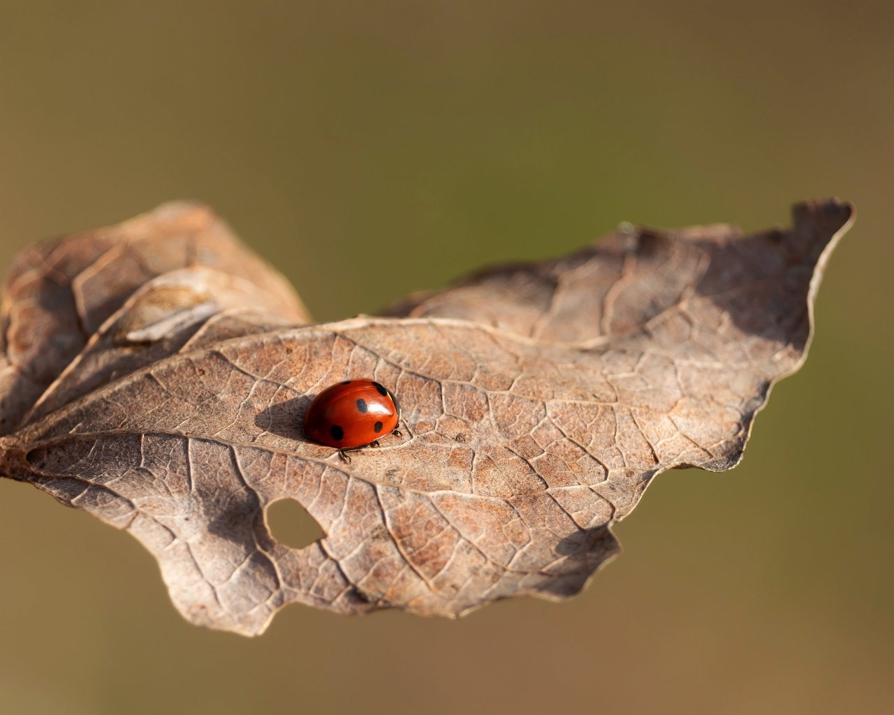 Красная божья коровка сидит на сухом листке