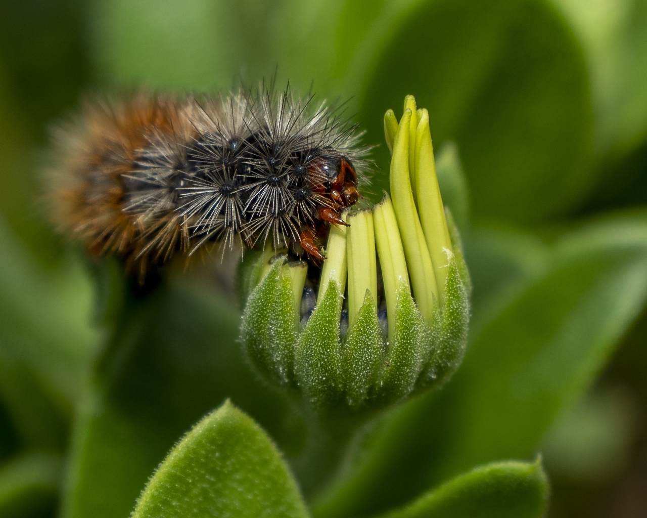 Лохматая гусеница сидит на цветке